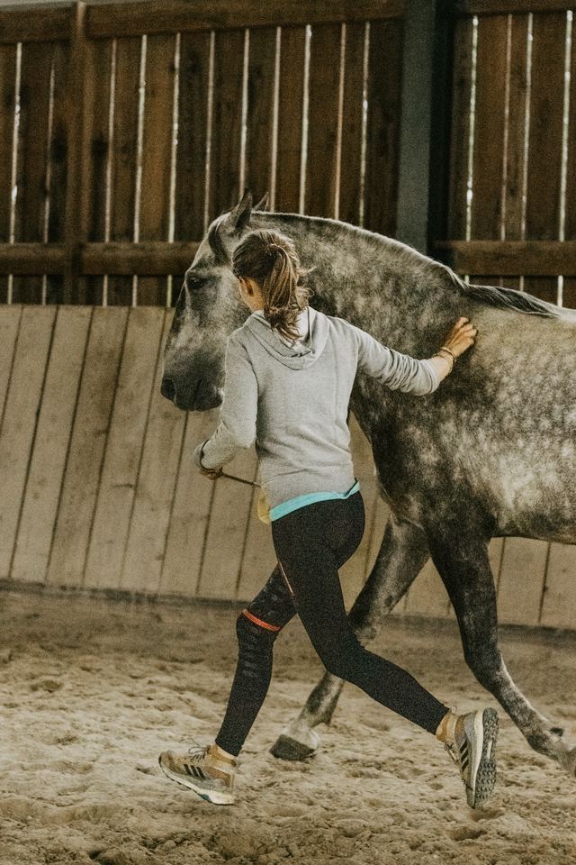 Kurs in der Reithalle: Mensch und Schimmel laufen nebeneinander
