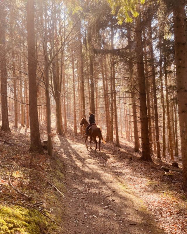 Ausritt im Wald im Gegenlicht, Pferd und Reiterin entspannt im Schritt