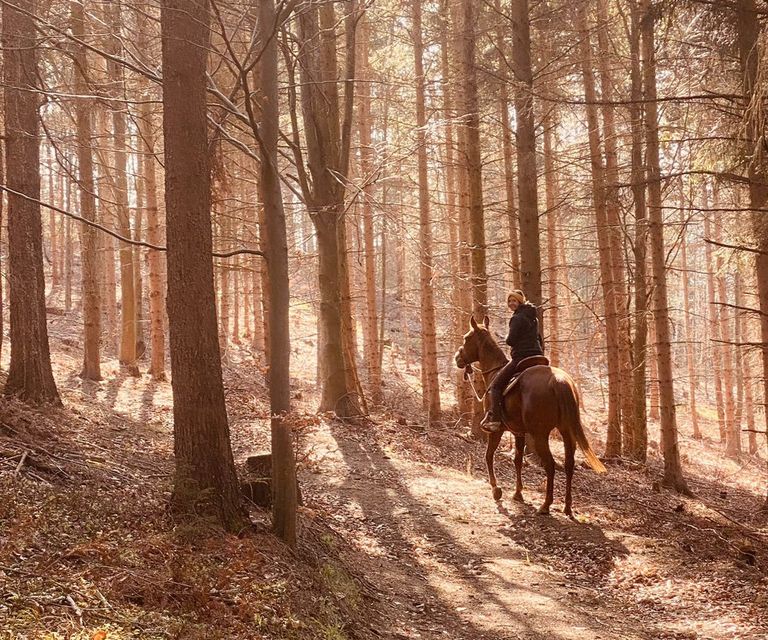 Theres Lang mit ihren Pferden im goldenen Abendlicht